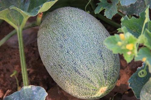 蜜瓜买来多久吃最好,新鲜采摘，美味尽享