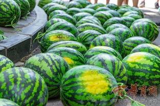 青竹湖学校吃瓜,揭秘校园里的“瓜田”风云