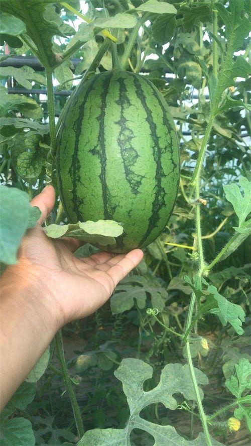 长截图吃瓜,娱乐圈最新吃瓜大事件！