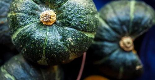 吃瓜的南瓜种,南瓜种“吃瓜的南瓜”的奇妙之旅