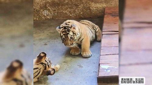 小老虎无忧吃瓜