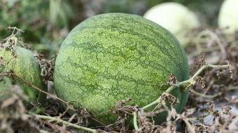 兰州高校吃瓜,校园吃瓜事件大盘点