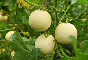 手动吃瓜的地方,那些年我们手动吃瓜的欢乐时光