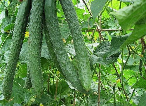 会长吃瓜是谁家的,一场网络迷雾中的家族风云