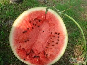 大山吃瓜,揭秘农村生活的甜蜜滋味