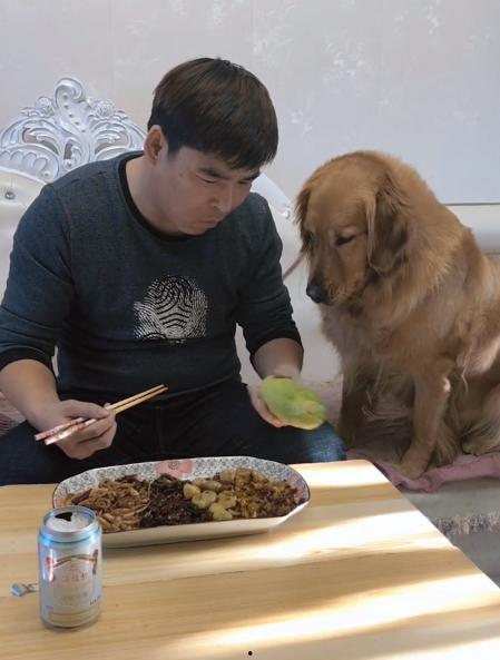 金毛吃瓜视频,萌态十足引网友爆笑