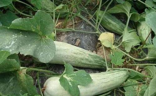 吃酥瓜吃的嘴巴麻,麻嘴难忘——舌尖上的麻辣之旅