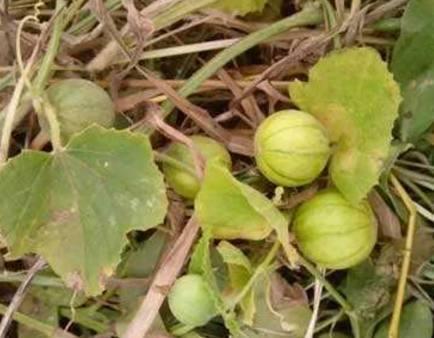 吃马泡瓜的危害,揭秘其潜在危害与食用风险