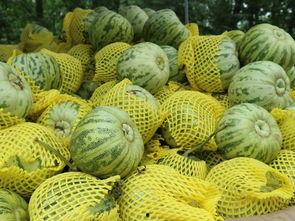 泰国人吃的小瓜是什么瓜,揭秘泰国人钟爱的“小瓜”之谜