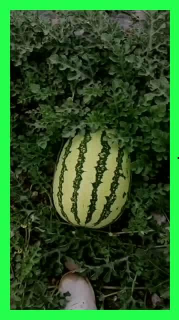 自己吃瓜基地,探寻瓜果种植的绿色奥秘