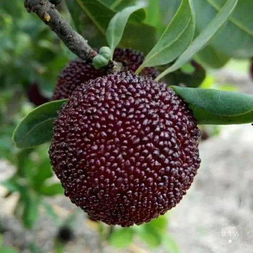 阿尼亚吃瓜照片,萌态十足，网友直呼可爱到爆