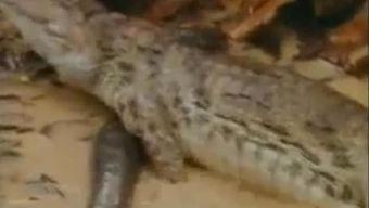 鳄鱼喜欢吃瓜吗,瓜果的忠实爱好者？揭秘鳄鱼饮食之谜