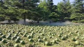 重庆吃瓜美院,探寻美食与艺术的完美融合