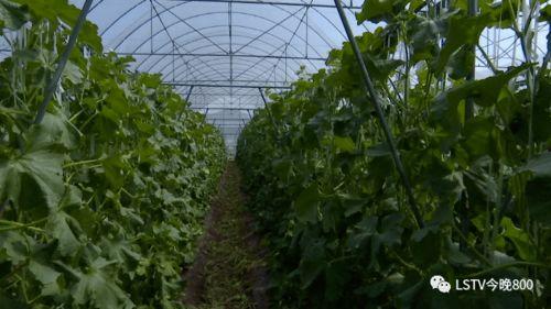 西昌吃瓜,夏日美食之旅