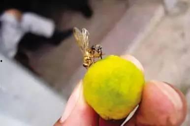 孕妇吃瓜里面吃到虫子,孕妇吃瓜意外吃到虫子，食品安全引关注