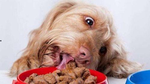 狗狗吃籽瓜,一场甜蜜的美食冒险