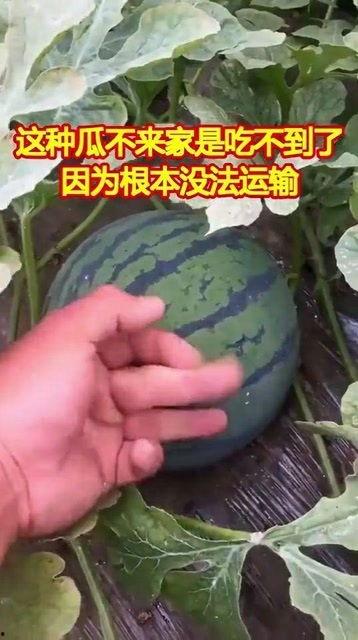 吃瓜根本停不下