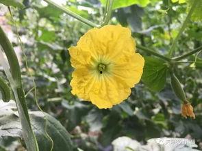 天津静海区吃瓜,探寻天津静海区的特色美食之旅