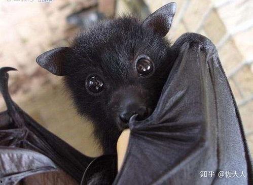 蝙蝠吃瓜群,揭秘神秘动物社交圈