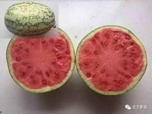 吃瓜里面籽的瓜,探寻瓜类植物的奇妙世界