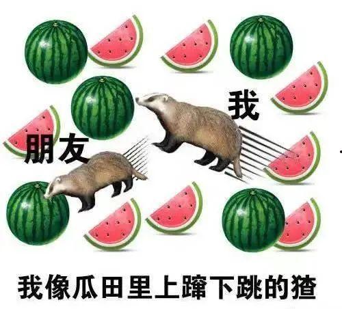 找点瓜吃