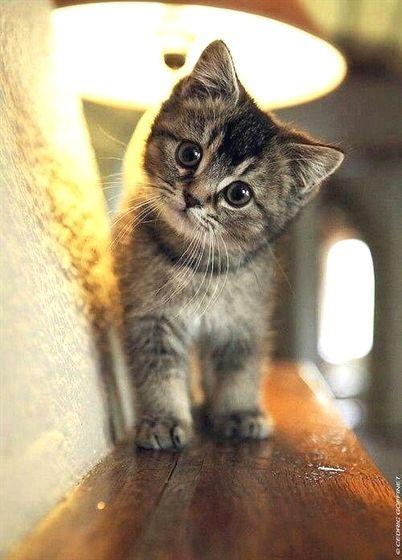 带你吃瓜奇怪猫手办,带你领略“奇怪猫手办”的独特魅力