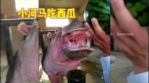 河马吃瓜gif
